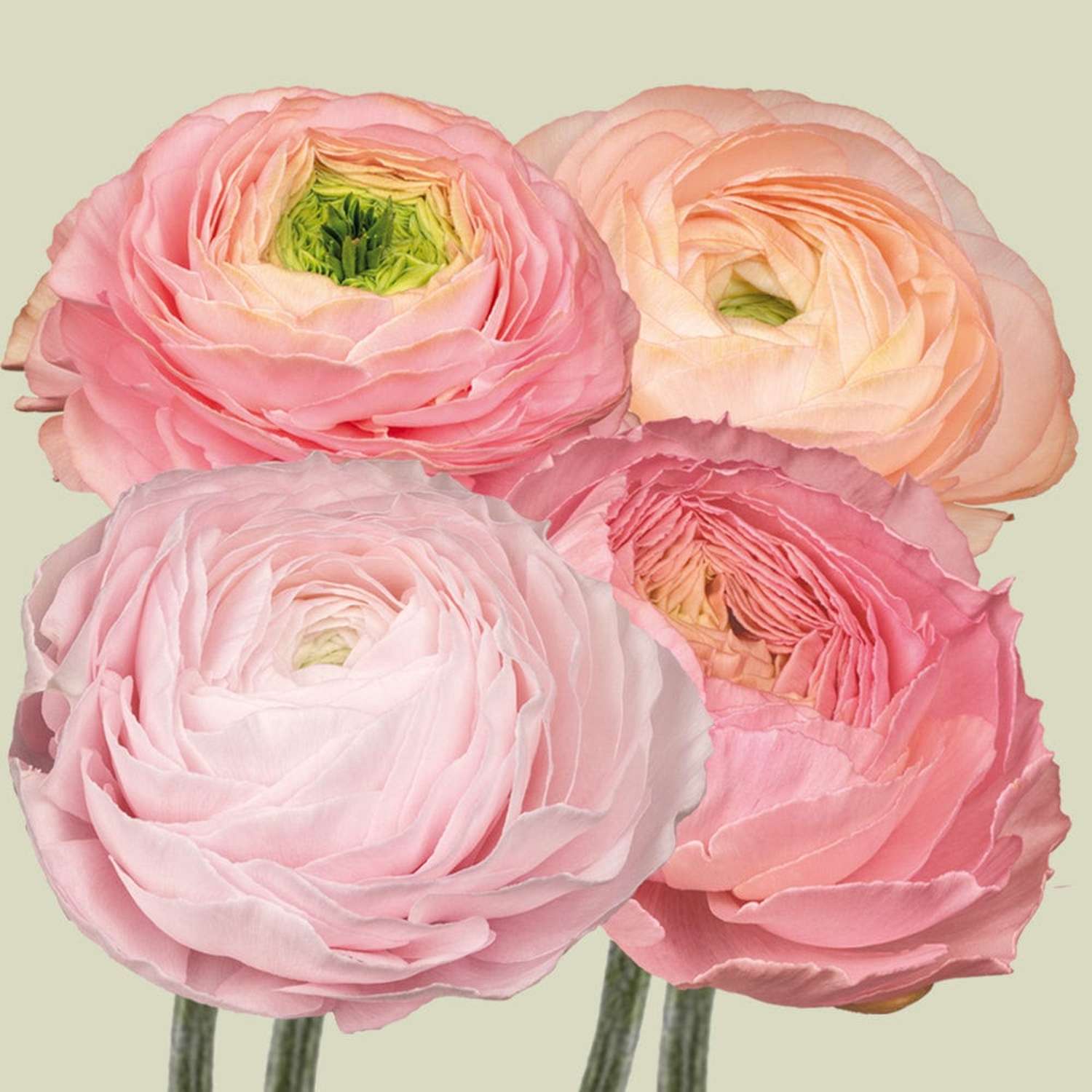 Ranonkelmengsel 'Elegance Pastello Pink'